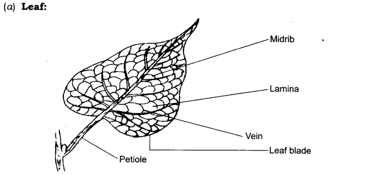 getting-to-know-plants-worksheet-for-class-6-mycbseguide